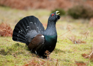 Картинка животные глухари +тетерева глухарь