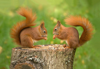 Картинка животные белки