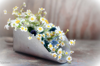 Картинка цветы ромашки савок полевые