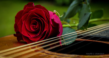 Картинка цветы розы роза