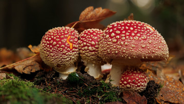 обоя природа, грибы,  мухомор