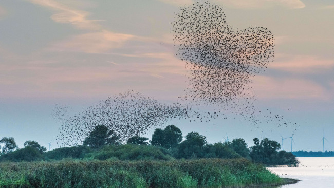 Обои картинки фото животные, птицы, cтая, скворцы, форма, сердца, лембрух, природный, парк, дюммер, нижняя, саксония, by, christian, kosanetzky