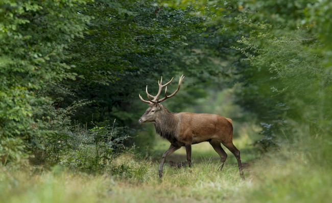 Обои картинки фото животные, олени, олень