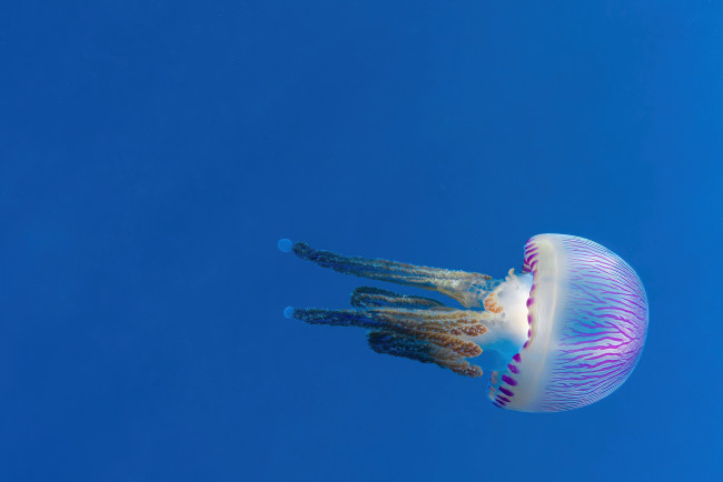 Обои картинки фото животные, медузы, медуза