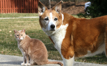 обоя животные, разные вместе, друзья, кот, кошка, собака