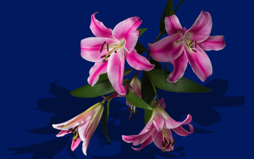 Картинка цветы лилии +лилейники