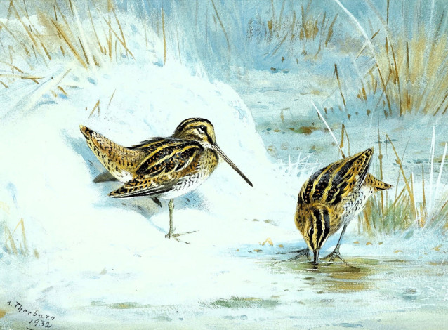 Обои картинки фото рисованное, archibald thorburn, кулики, пара, снег