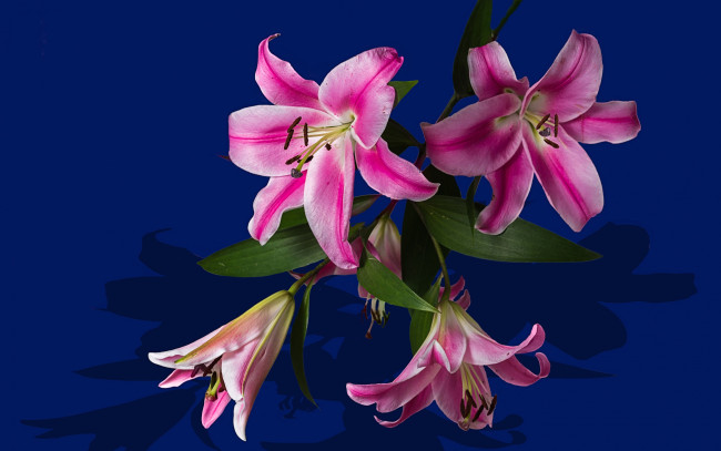 Обои картинки фото цветы, лилии,  лилейники