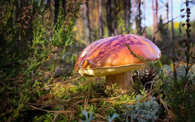 Обои картинки фото природа, грибы, боровик