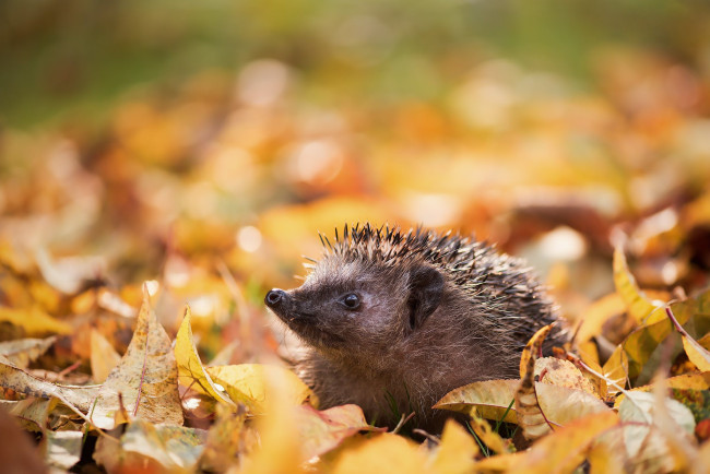 Обои картинки фото животные, ежи, ёжик