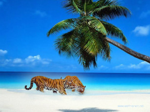 обоя животные, тигры