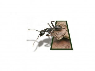 Картинка животные насекомые