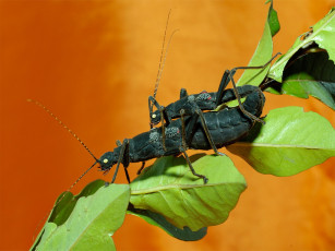 Картинка животные насекомые