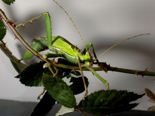 Картинка животные насекомые