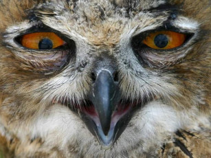 Картинка животные совы