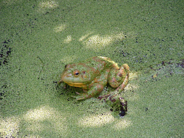 Обои картинки фото животные, лягушки