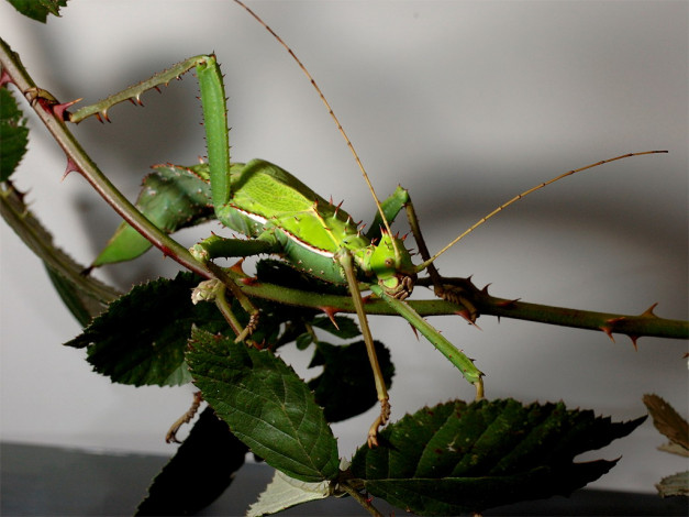 Обои картинки фото животные, насекомые