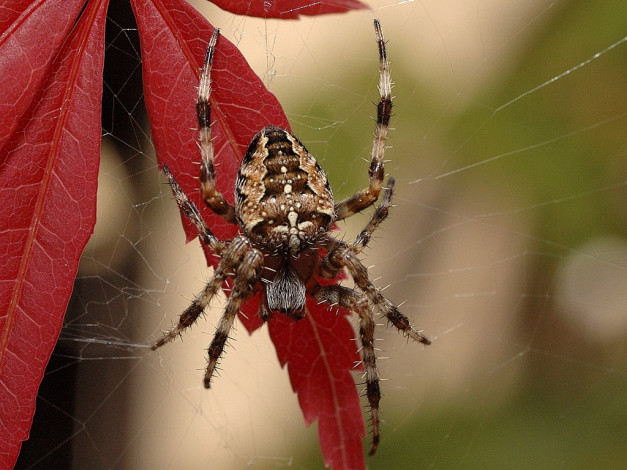 Обои картинки фото животные, пауки