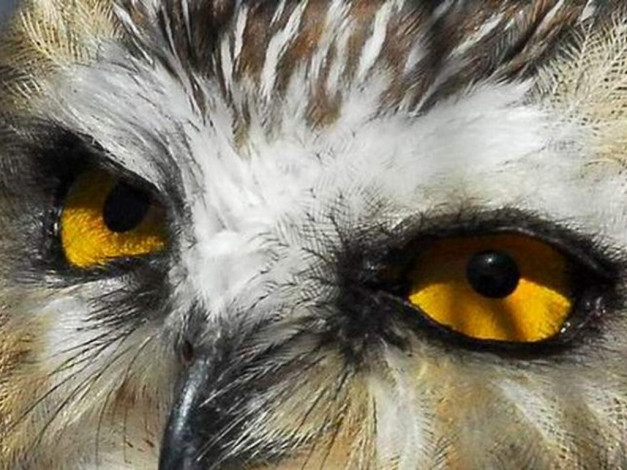 Обои картинки фото животные, совы