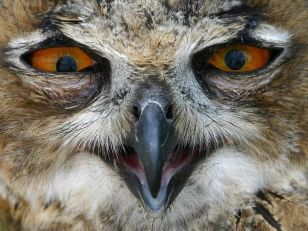 Обои картинки фото животные, совы