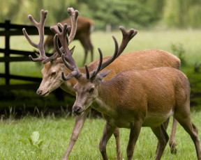Картинка животные олени