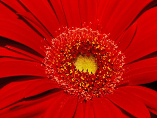 Картинка цветы герберы