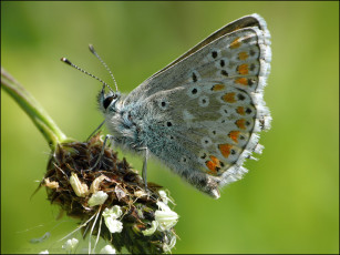 Картинка животные бабочки