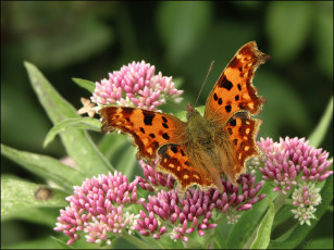 Картинка животные бабочки