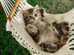 Картинка животные коты