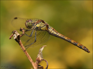Картинка животные стрекозы