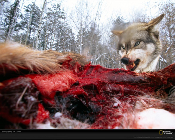 Обои картинки фото животные, волки