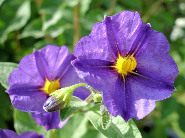 Обои картинки фото цветы