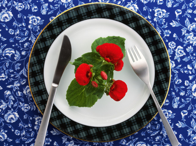 Обои картинки фото цветы, бегония