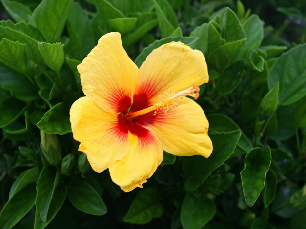 Обои картинки фото цветы, гибискусы