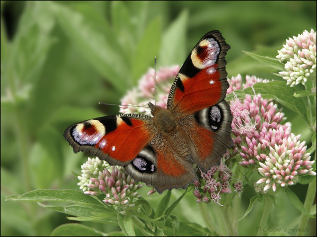 Обои картинки фото животные, бабочки