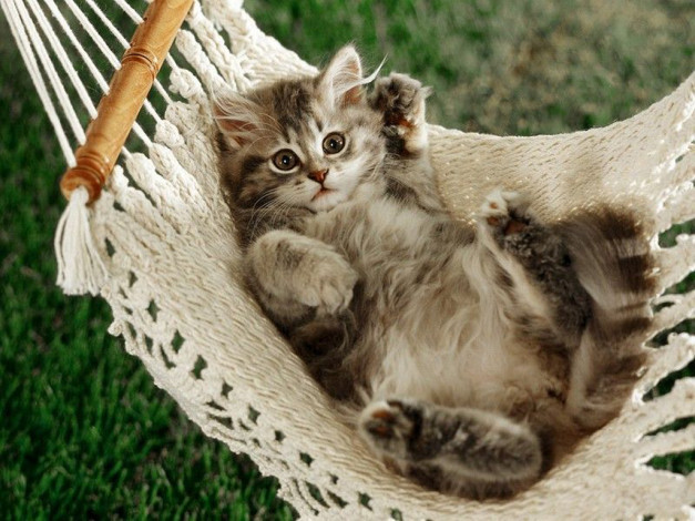 Обои картинки фото животные, коты