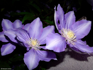 Картинка цветы клематис ломонос