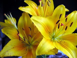 Картинка цветы лилии лилейники