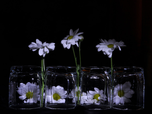 Обои картинки фото ludmila, dem777, любит, не, цветы, хризантемы