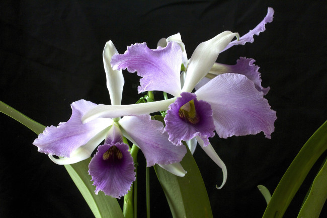 Обои картинки фото цветы, орхидеи, экзотика, сиреневый