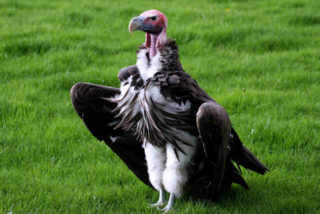 Обои картинки фото животные, птицы, хищники, стервятник, крылья, клюв