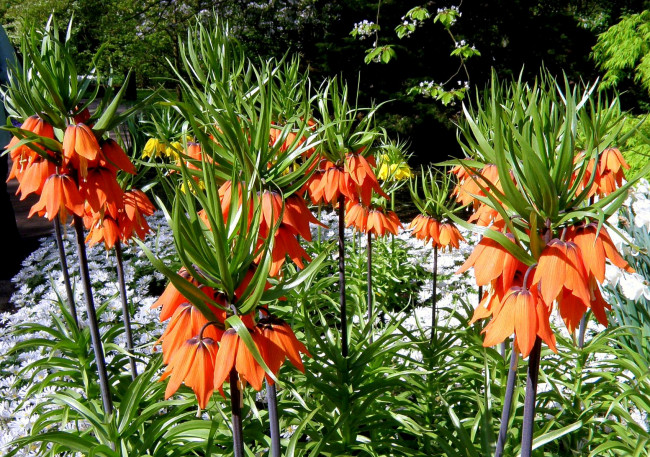 Обои картинки фото цветы, рябчики, рябчик, оранжевый