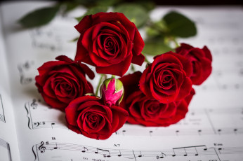 Картинка цветы розы bud rose цветение petals leaves blossoms роза лепестки бутон листья