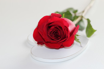 Картинка цветы розы leaves rose blossoms petals роза bud бутон лепестки цветение листья