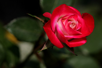 Картинка цветы розы лепестки листья rose цветение bud blossoms leaves petals роза бутон