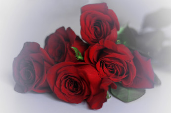 Картинка цветы розы роза rose цветение листья бутон blossoms leaves petals bud лепестки