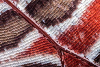 Картинка разное текстуры чешуйки макро бабочка крыло