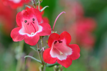 Картинка цветы макро стебель соцветие лепестки