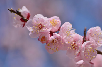 Картинка цветы цветущие+деревья+ +кустарники нежность цветение листья розовая камелия ветка цветок