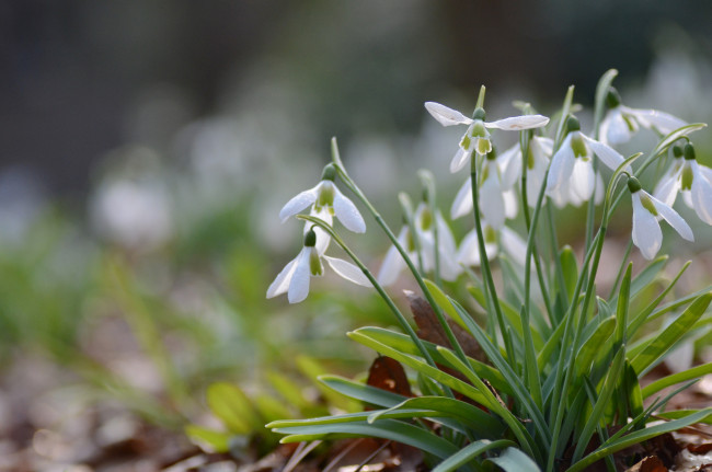 Обои картинки фото цветы, подснежники,  белоцветники,  пролески, подснежник